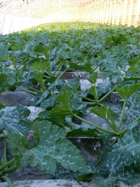 甘肃武威地区越冬耐寒西葫芦种子种植前期表现