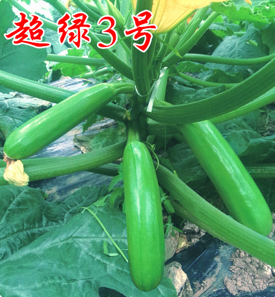耐热耐寒抗病西葫芦【超绿3号】