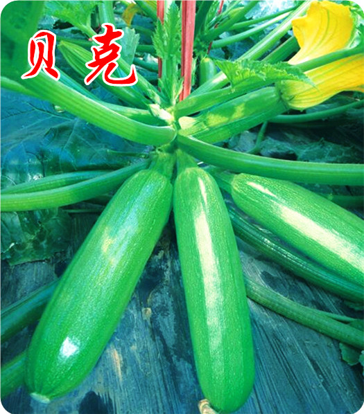 早春西葫芦种子