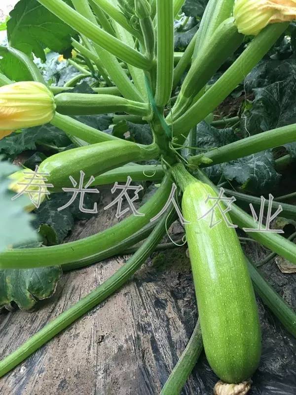 关于耐热型西葫芦种子的栽培管理（二）