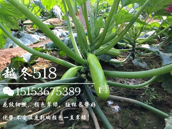 西葫芦种子 西葫芦种子