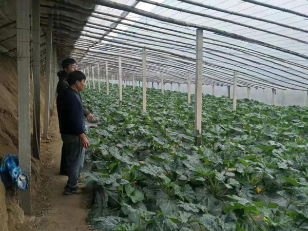 西葫芦种子 西葫芦种子