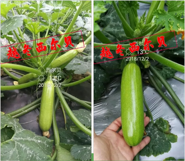 西葫芦种子 西葫芦种子