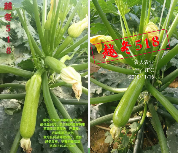 西葫芦种子 西葫芦种子