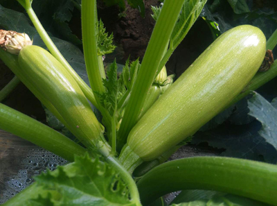 如何选购高质量的西葫芦种子呢