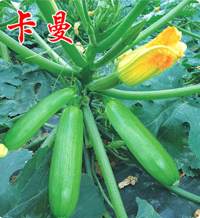 西葫芦种子的培育方法很重要