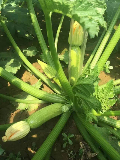 西葫芦种子 西葫芦种子