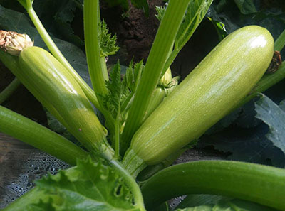 西葫芦种子的选种和消毒要注意