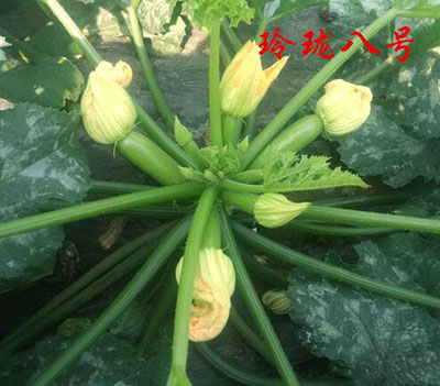 西葫芦种子灰霉病发生原因