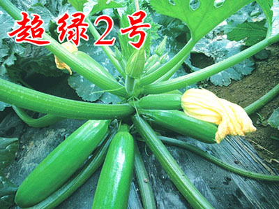 西葫芦种子冬天温室栽培技巧