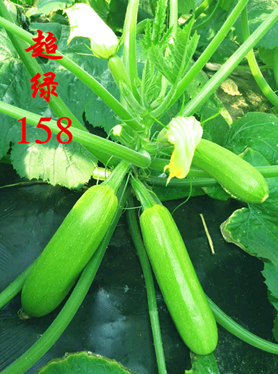 西葫芦种子的生长期管理