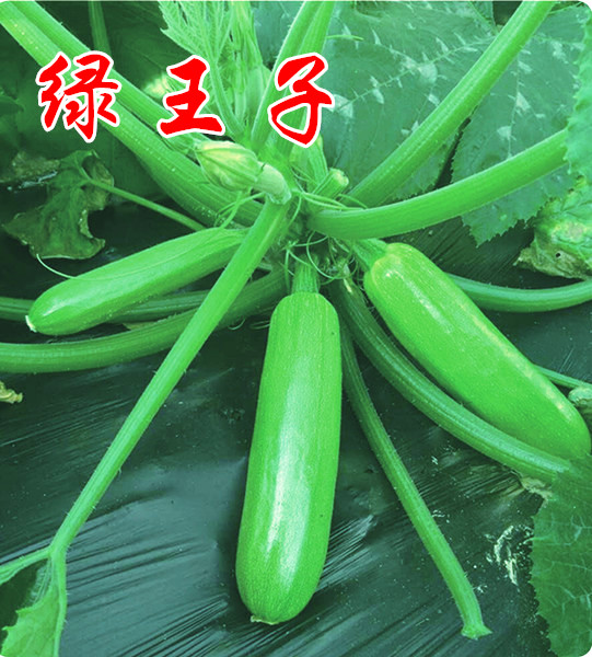 西葫芦种子培育:采收质量控制