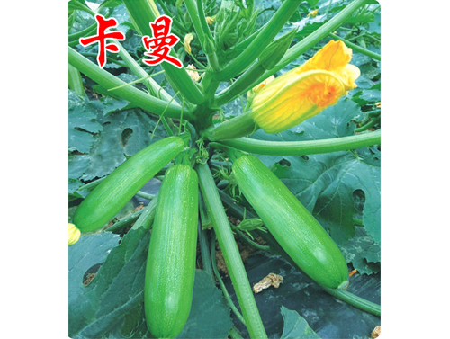 越冬温室大棚西葫芦【卡曼】