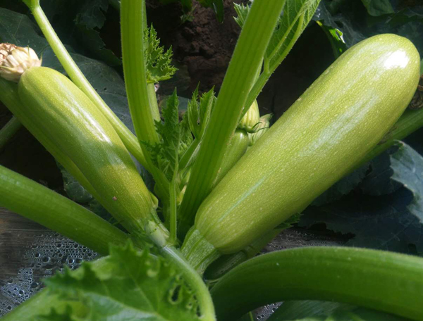 越冬耐寒西葫芦种子