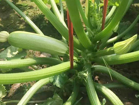 秋延抗病毒西葫芦【超绿3号】