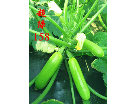 抗病毒西葫芦种子（超绿158）