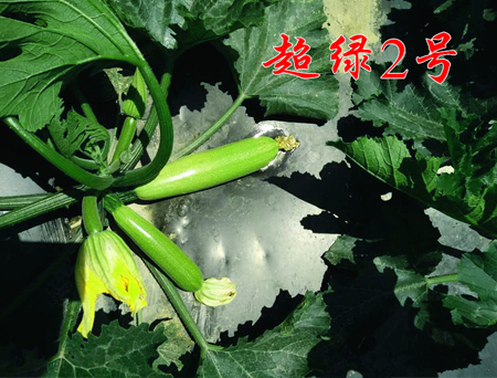 耐热西葫芦-超绿2号