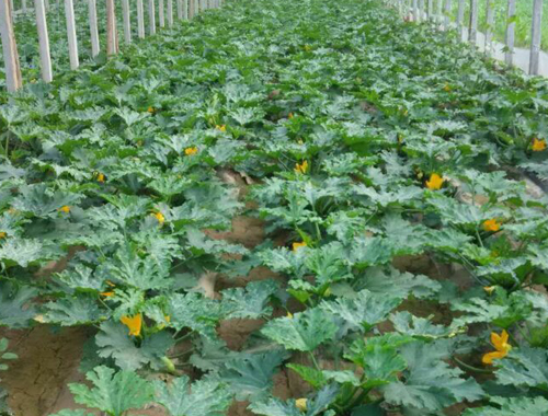 耐热西葫芦-超绿2号