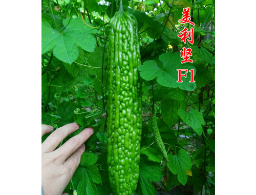 苦瓜品种-瑞宝