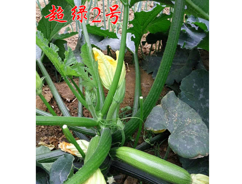 耐热西葫芦种子-超绿2号