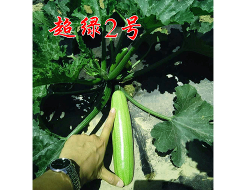 抗病毒西葫芦-超绿2号