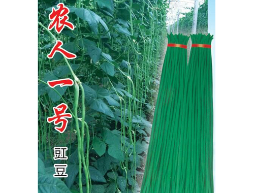 豇豆