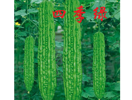 苦瓜种子