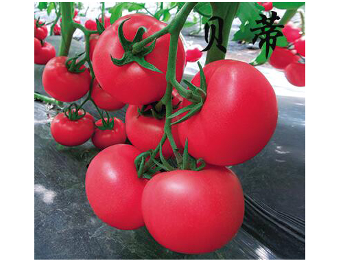 越冬番茄种子