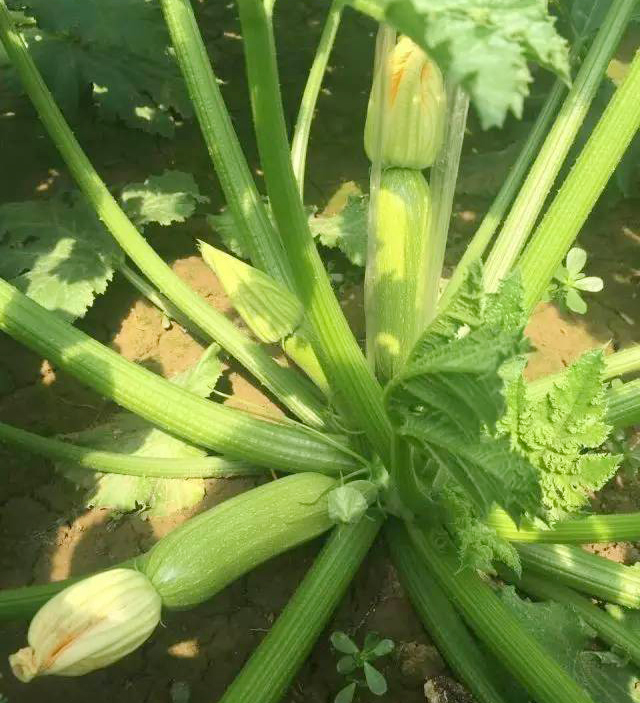 西葫芦种植技术和管理方法